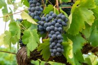 Conseil de bassin viticole Bordeaux-Aquitaine : l'État mobilisé auprès de la filière