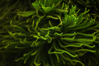 Algue ostreopsis : attention danger 