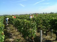 Aide d'urgence destinée aux jeunes viticulteurs installés en Nouvelle-Aquitaine
