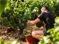 Vendanges et vinification : durée hebdomadaire maximale du travail