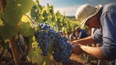 Viticulture : durée hebdomadaire maximale du travail