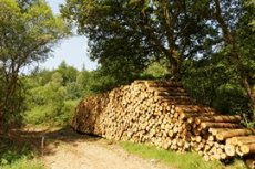 Exploitations forestières et scieries en ex-Limousin : Les partenaires sociaux rénovent les relations collectives - 2