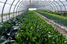 Plan de soutien au secteur agricole et agroalimentaire