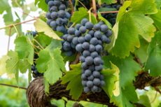 Nouveau programme de soutien à la filière viticole