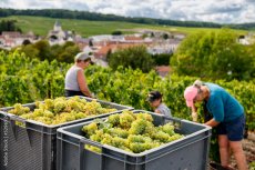 Viticulture : durée hebdomadaire maximale du travail