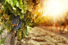 Actualité viticole - Le vignoble charentais
