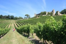 Gironde : Arrachage sanitaire des vignes